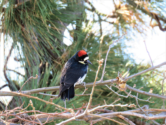 Photo Acorn Woodpecker Tree Branches Pine Trees Lake Arrowhead California