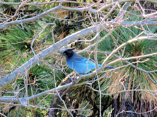 Photo Blue Jay Tree Branches Pine Trees Lake Arrowhead California