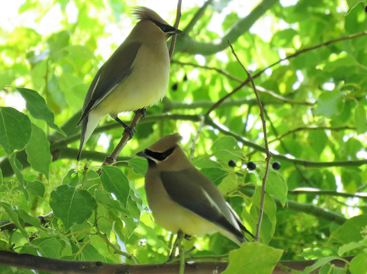 Photo Pair of Cedar Wax Wings in Cherry Valley California