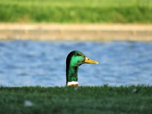 Photo Mallard Duck Head Cherry Valley California