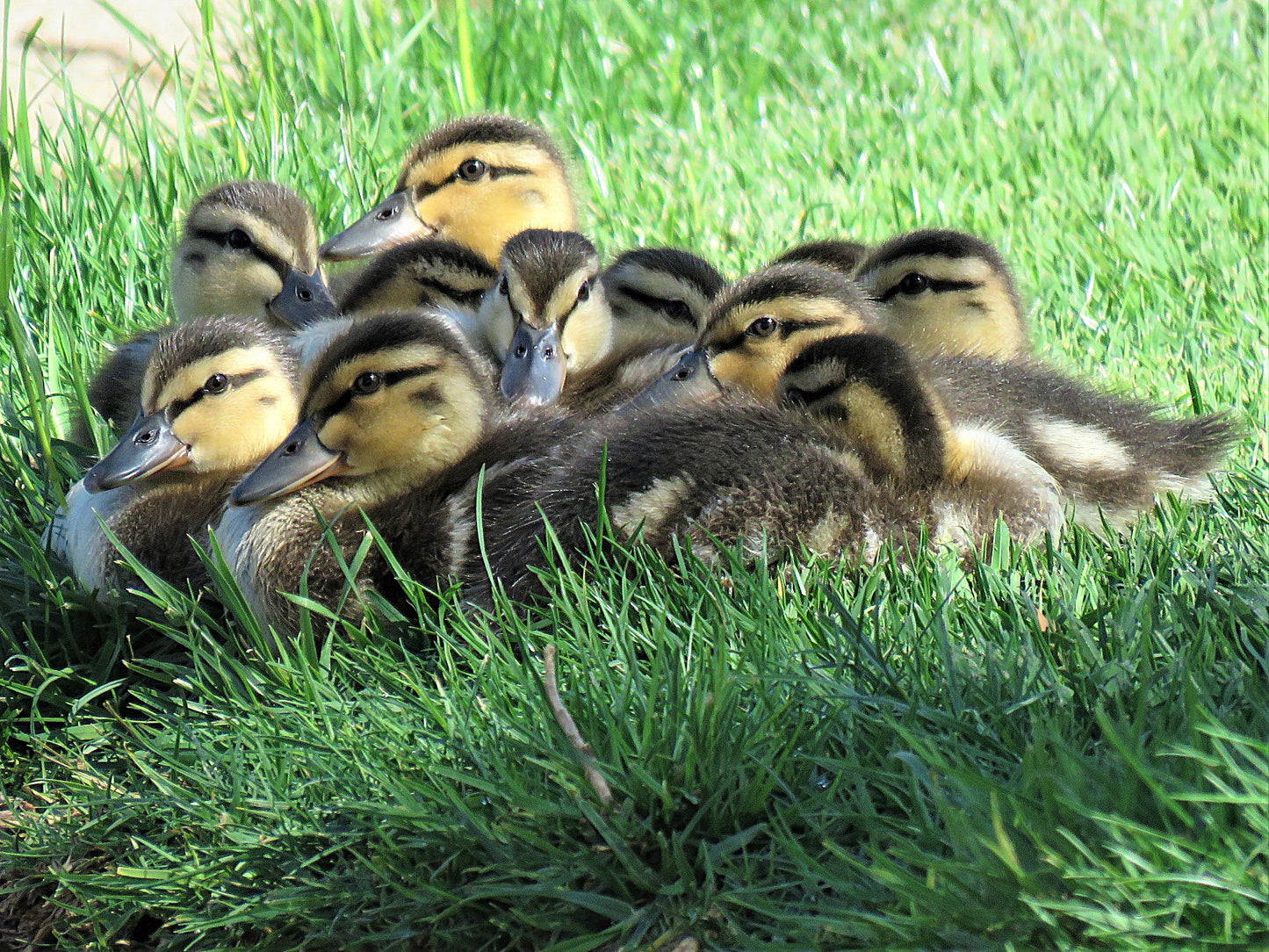 Photo Ducklings Huddled Together on Grass Cherry Valley California