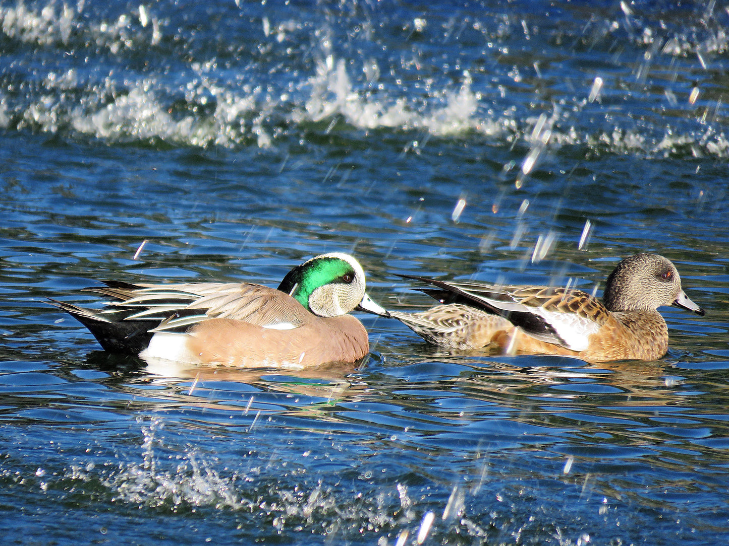 Photo American Wigeon Ducks Pond Cherry Valley California