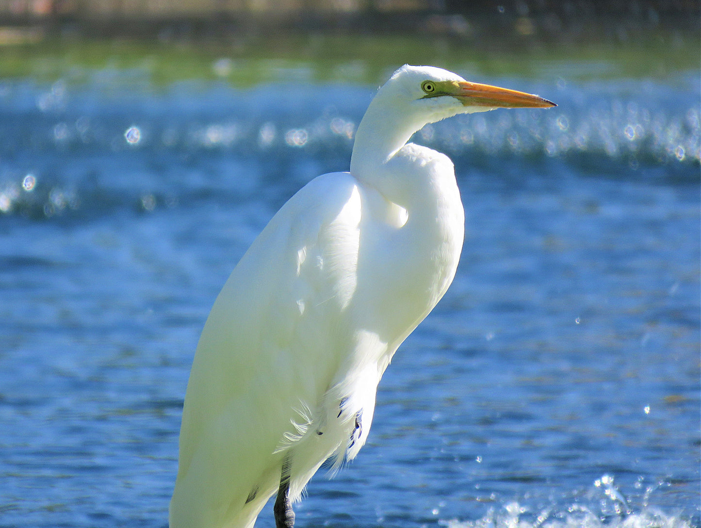 Photo Egret by a Pond Cherry Valley California