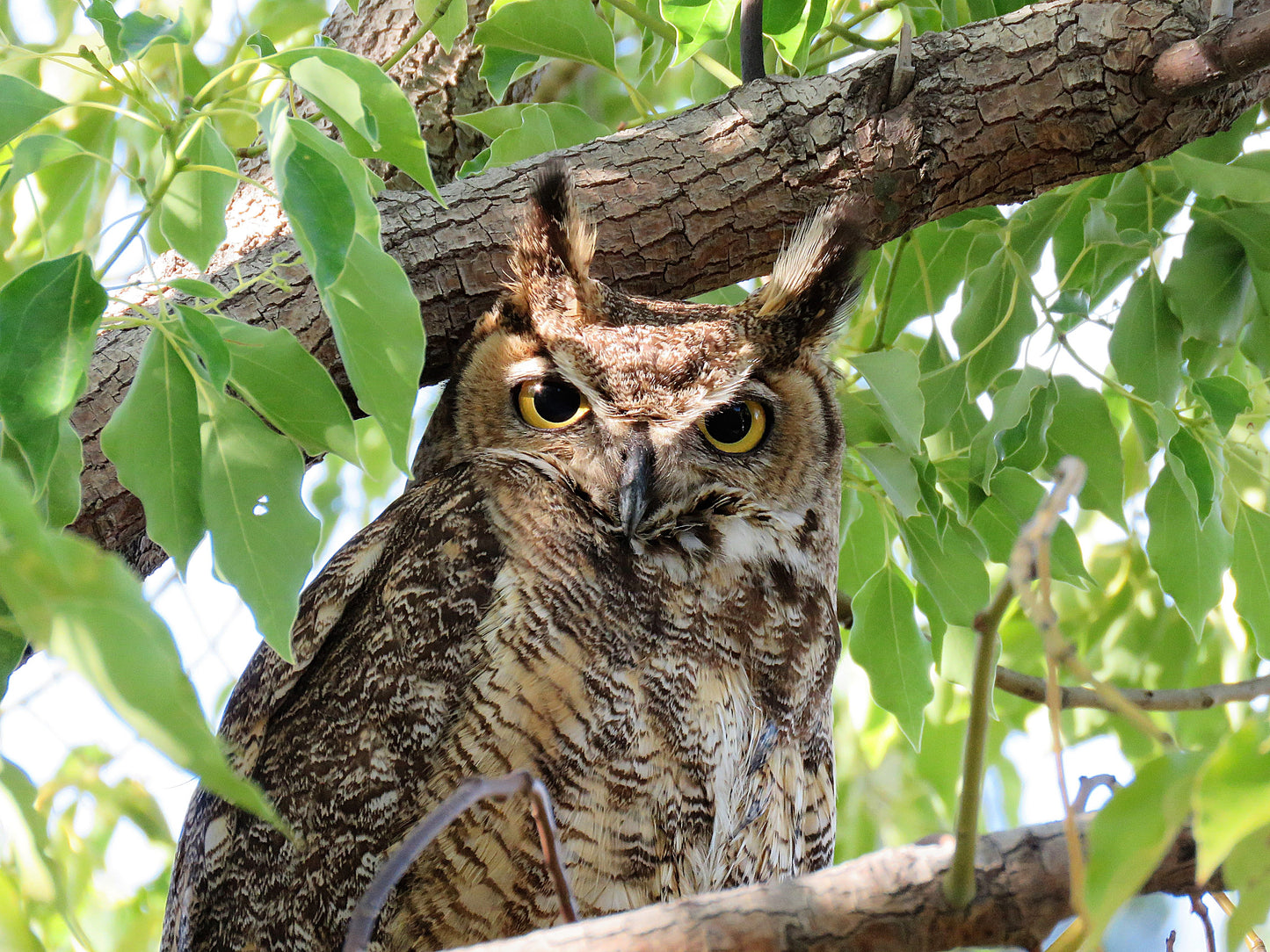 Photo Great Horned Owl Tree Cherry Valley California