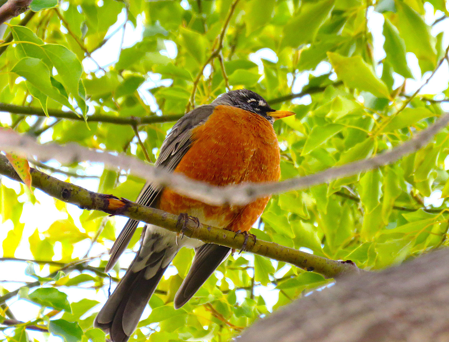 Photo American Robin Tree Cherry Valley California