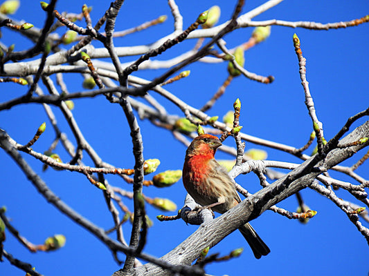 Photo House Finch Liquid Amber Maple Early Spring Blue Sky Yucaipa California