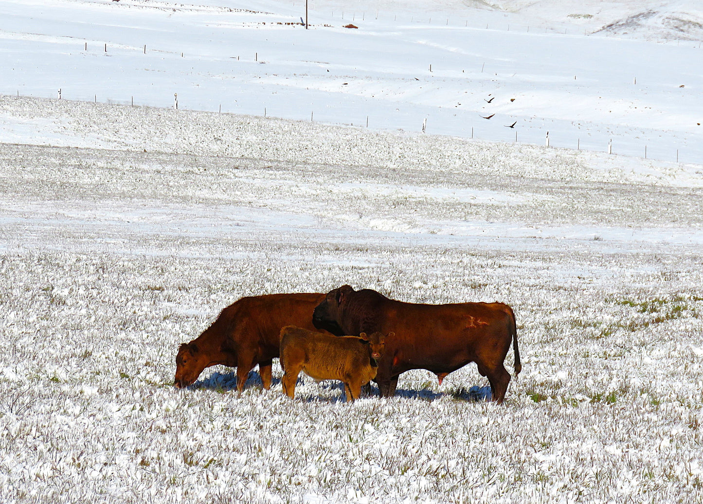 Photo Snowy Meadow and Three Cows Grazing Cherry Valley California