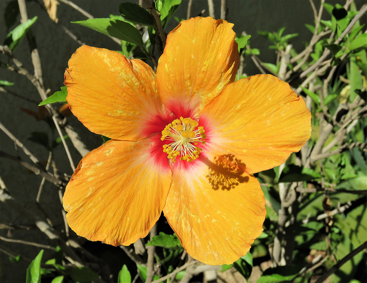 Photo Single Yellow Hibiscus Garden Flower Cherry Valley California