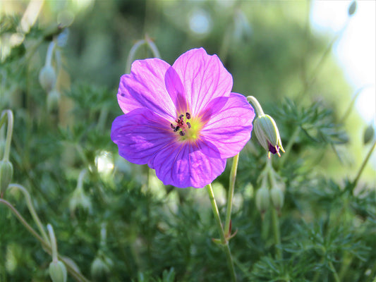 Photo Single Purple Garden Flower Cherry Valley California