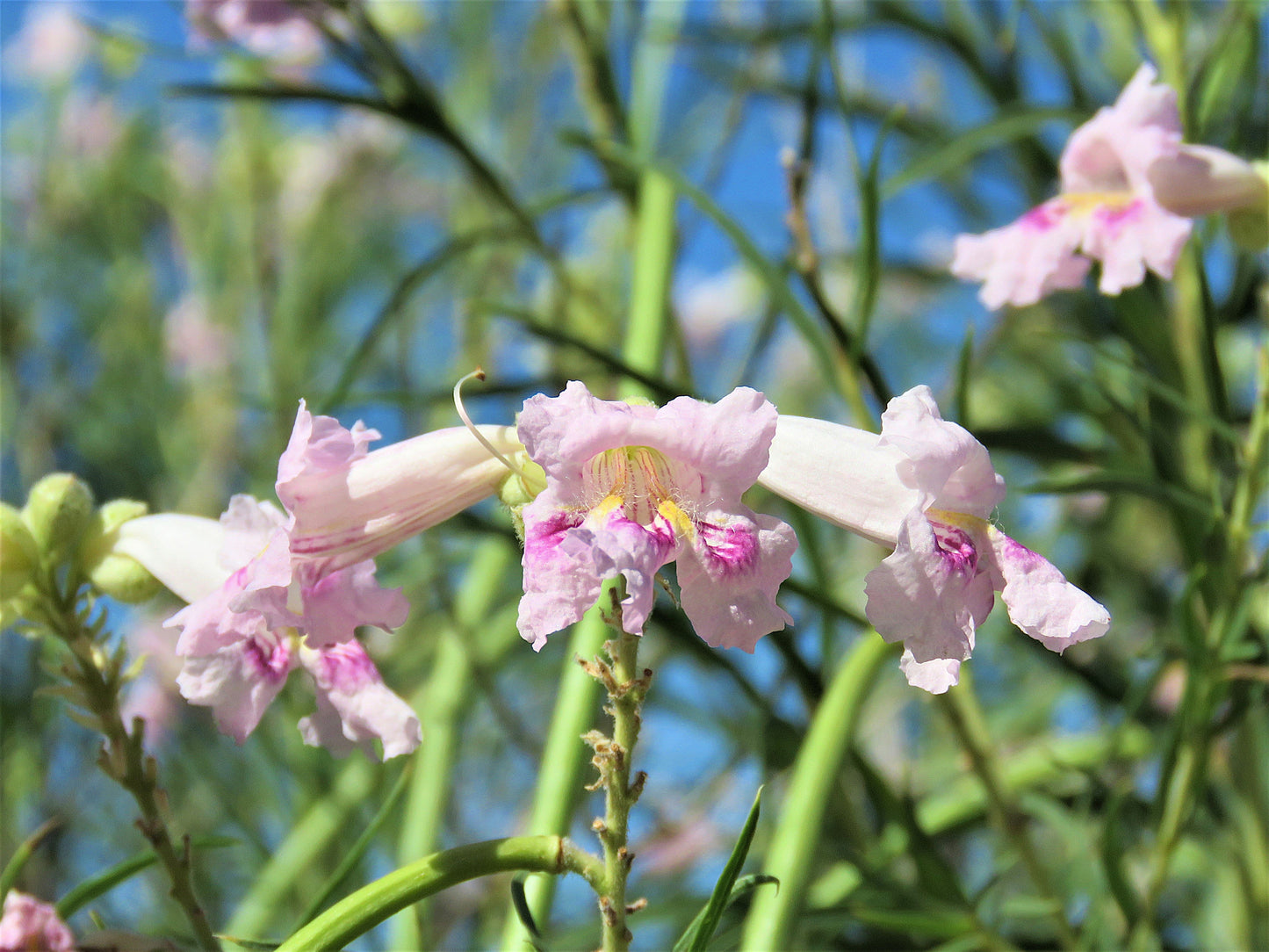 Photo Desert Willow Bouquet Closeup Blue Sky Morongo Reservation Banning California