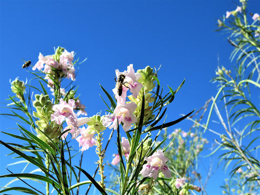 Photo Desert Willows With Bees Blue Sky Morongo Reservation Banning California