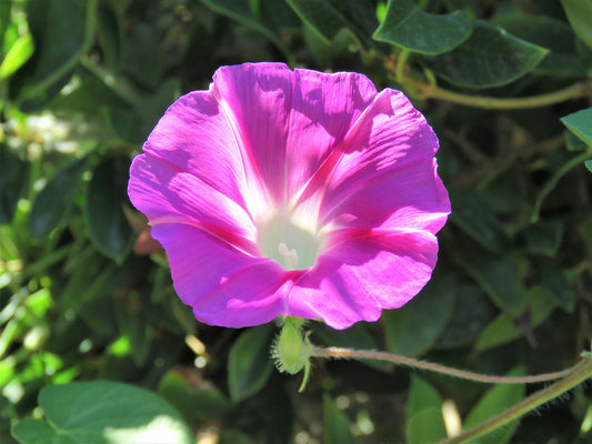 Photo Morning Glory Pink Flower Branches Leaves Sunshine Yucaipa California