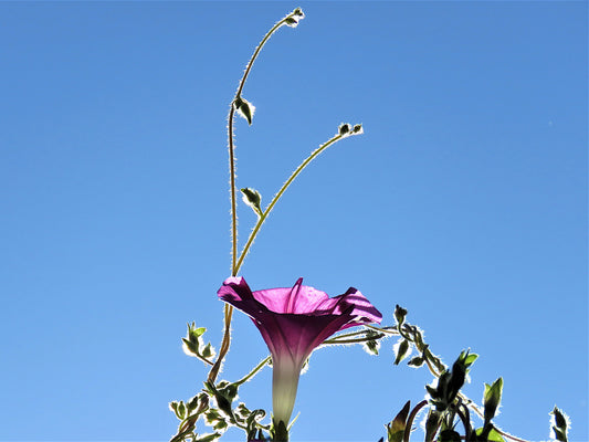 Photo Morning Glory Flower Branches Sunshine Blue Sky Yucaipa California