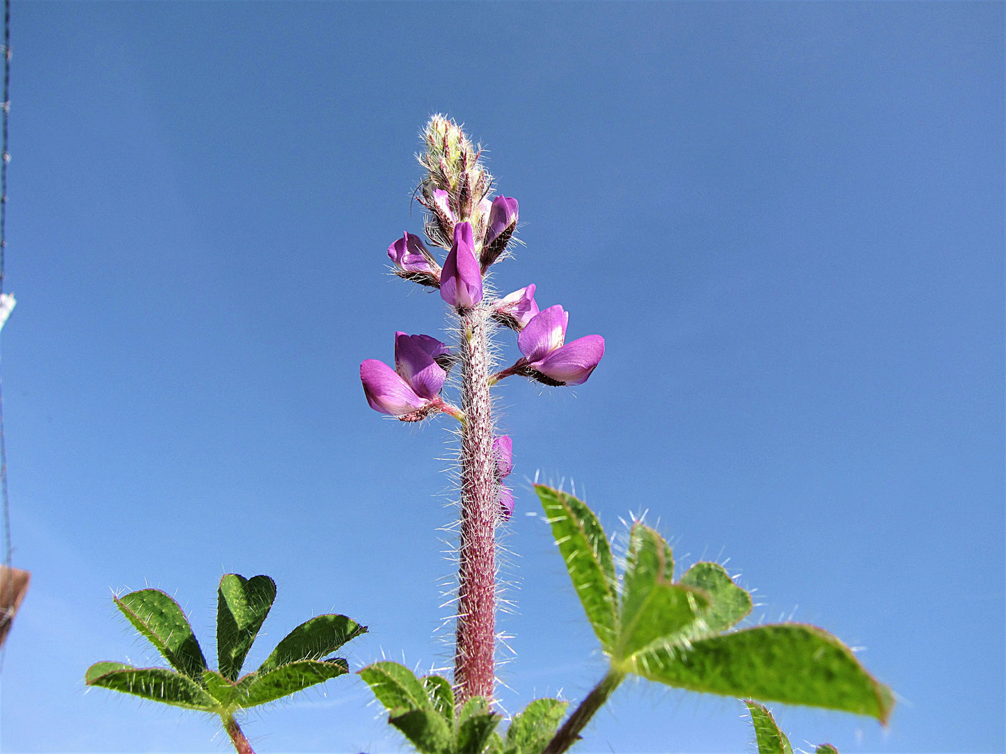 Photo Pink Arizona Lupine Green Leaves Blue Sky Morongo Reservation Banning California