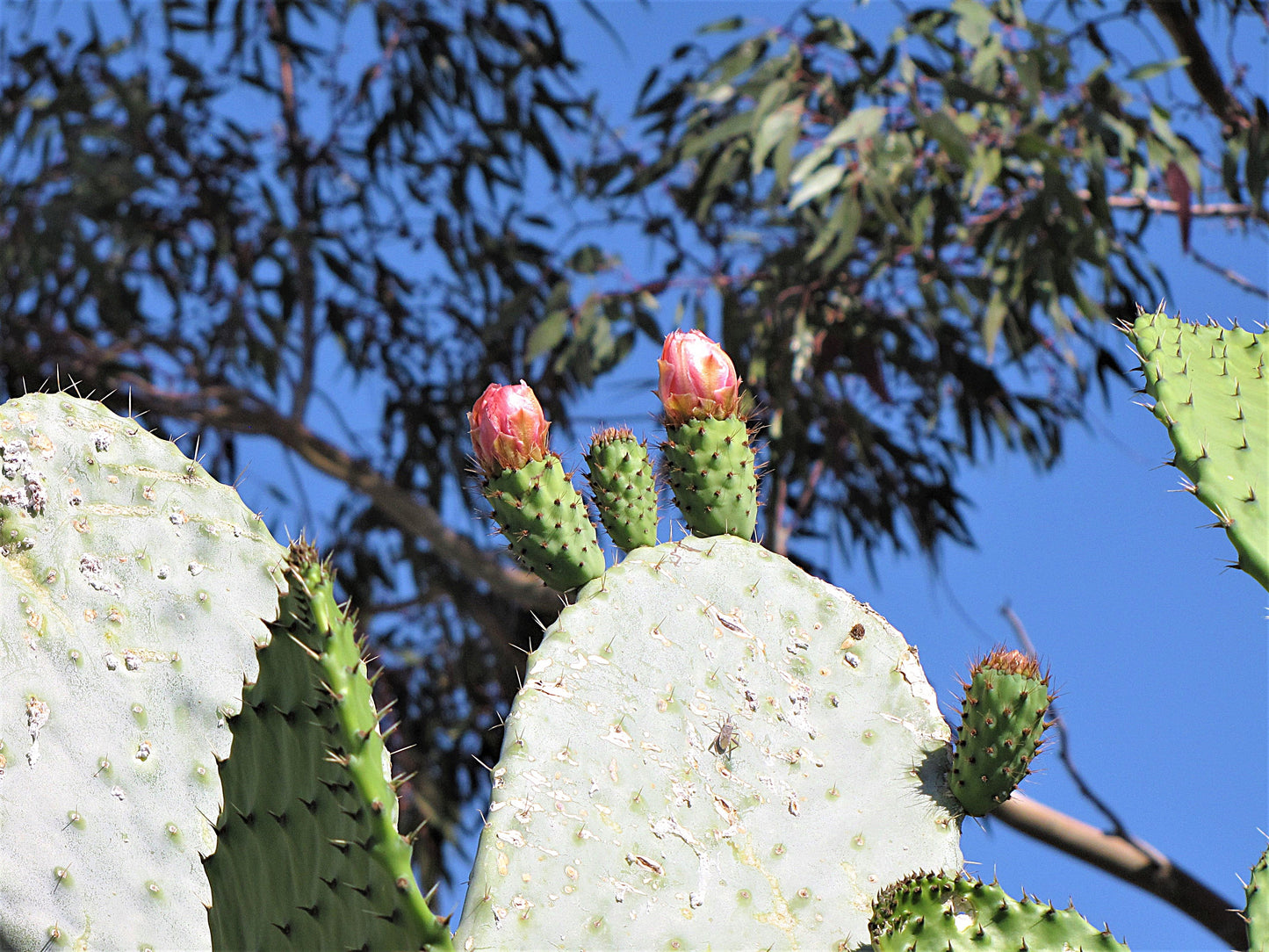 Photo Prickly Pear Cactus Pink Blossoms Eucalyptus Trees Morongo Reservation Banning California