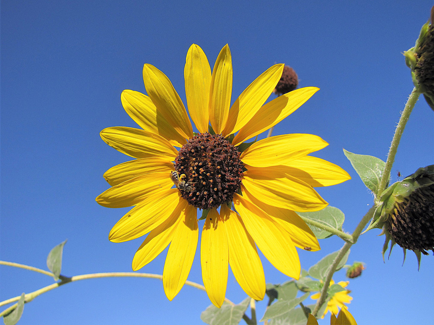 Photo Sunflower with Bee Morongo Reservation Banning California