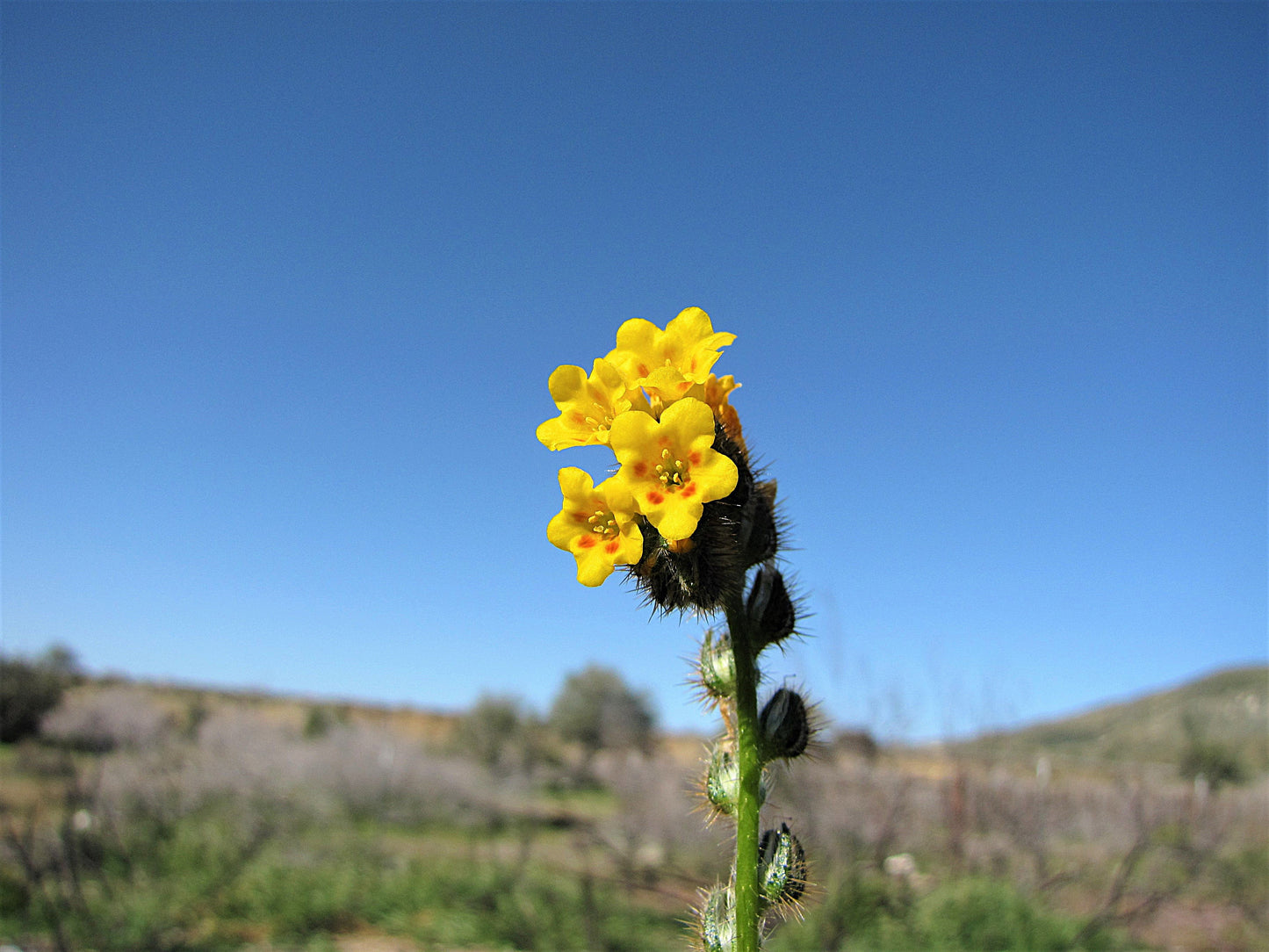 Photo Orange Fiddleneck Blue Sky Morongo Reservation Banning California