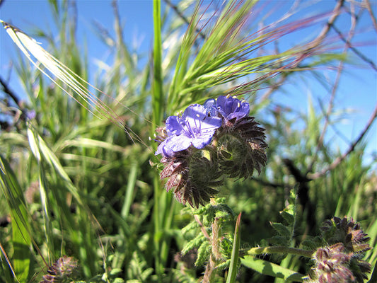 Photo Wild Heliotrope Green Grass Blue Sky Morongo Reservation Banning California