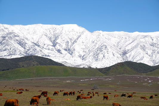 Photo Meadow Herd of Cows Snow Covered Mountains Blue Sky Cherry Valley California