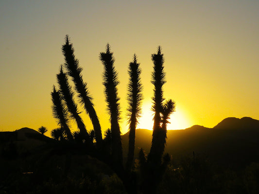 Photo Silhouette of a Cactus Sun Setting Mountains Cave Creek Arizona