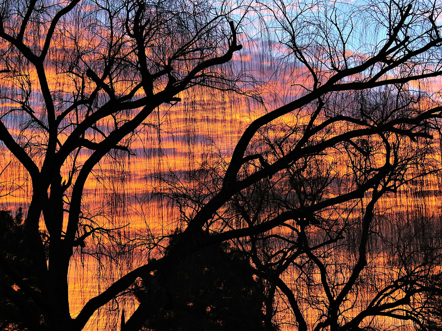 Photo Orange Sunrise Through Willow Tree Cherry Valley California