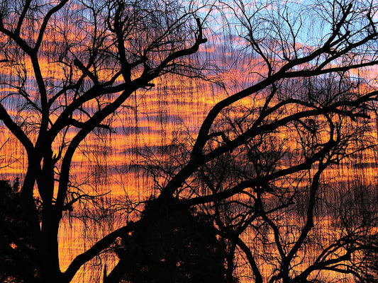 Photo Orange Sunrise Through Willow Tree Cherry Valley California