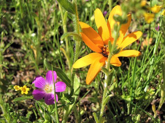 Photo African Daisy with Pink and Tiny Yellow Flower Yucaipa California