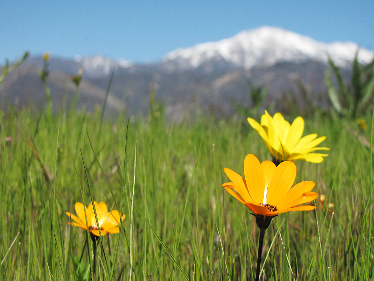 Photo African Daisies Grass Snow Covered San Gorgonia Mountain Yucaipa California