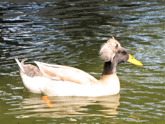 Photo Afro Duck Pond San Bernardino