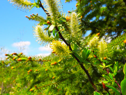 Photo Wildflowers Looking Like Caterpillars Alaska