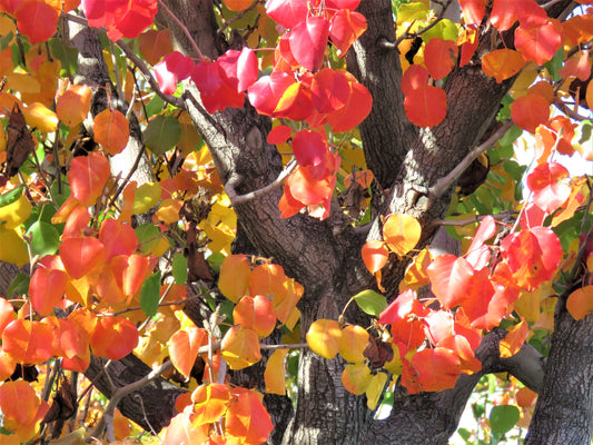Photo Autumn Leaves closeup in San Bernardino
