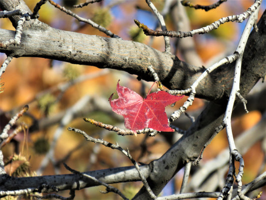 Photo Autumn Lonely Red Leaf Hanging On Liquid Amber Maple Yucaipa California