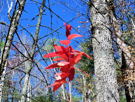 Photo Autumn Red Leaves Blue Sky Forest Trees Cades Cove Tennessee