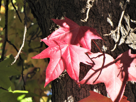 Photo Autumn Liquid Amber Maple Three Red Leaves Yucaipa California