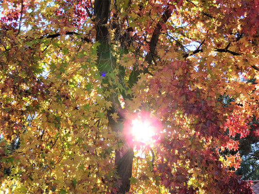 Photo Autumn Liquid Amber Maple Tree with Sun Shining Through Yucaipa California