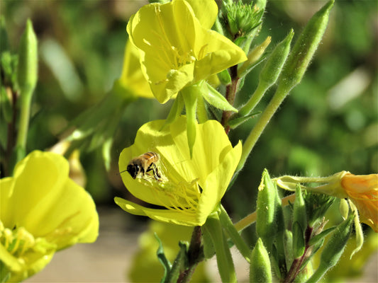 Photo Bumble Bee Loaded with Pollen Dwarf Evening Primrose Yucaipa California