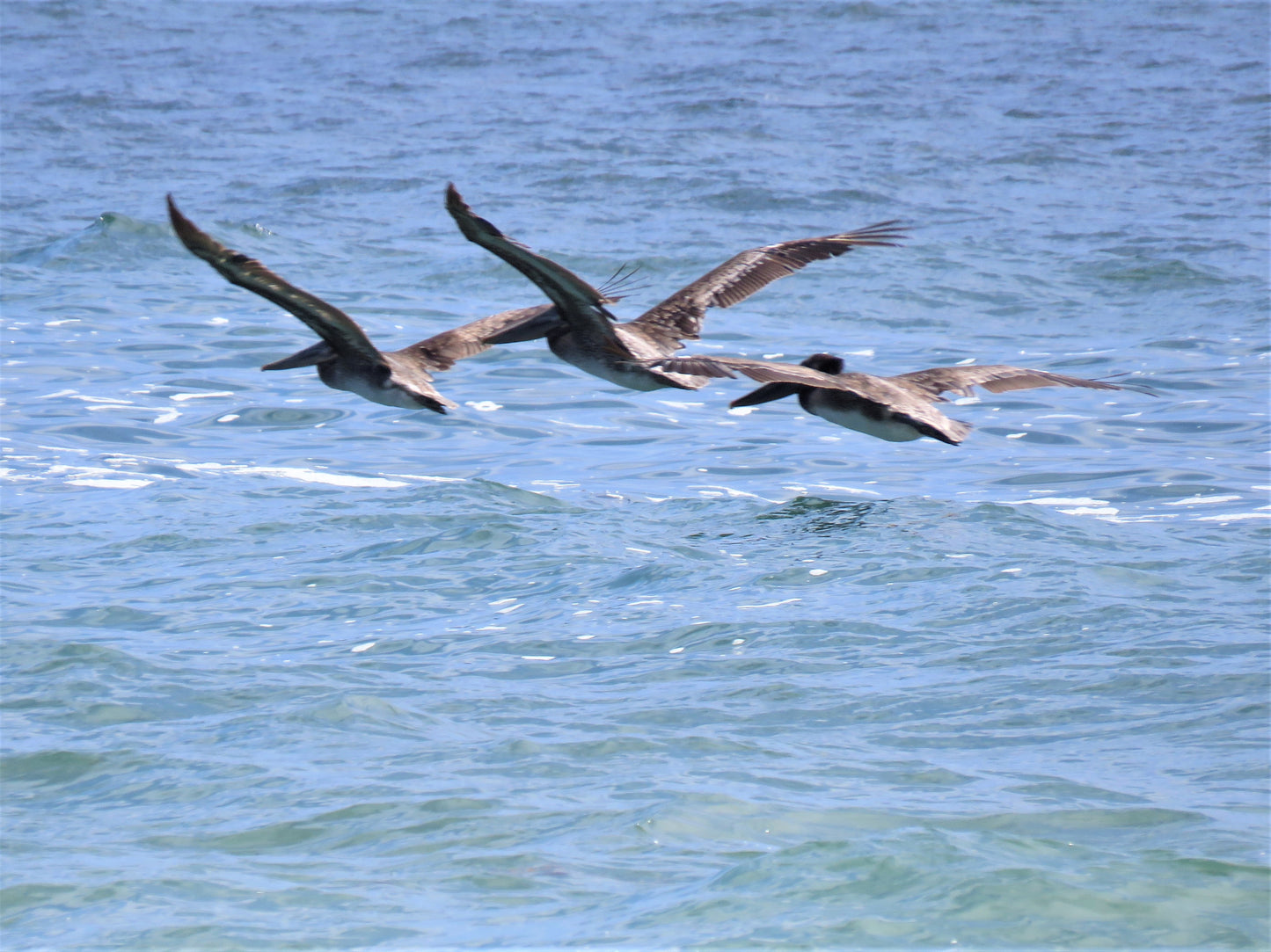 Photo Three Pelicans hovering Over Waves Crystal Cove California