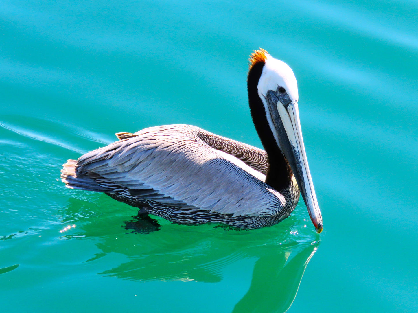 Photo Pelican with Orange Mohawk Floating in Bay at Dana Point California