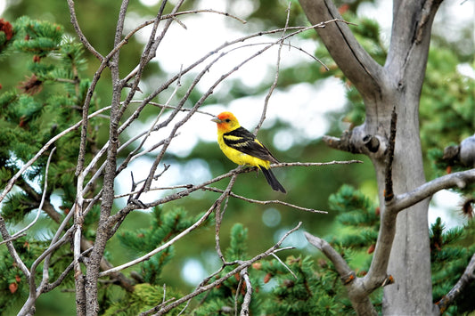 Photo Western Tanager Branches Green Pine Trees Duck Creek Village Utah