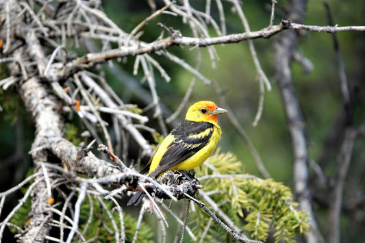 Photo Western Tanager Closeup Branches Pine Trees Duck Creek Village Utah