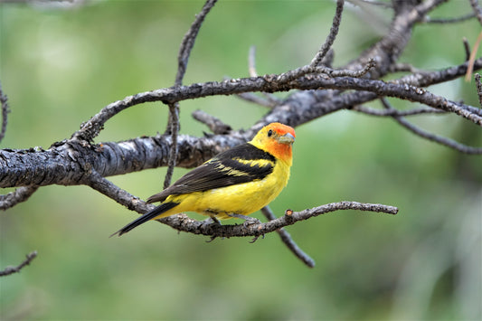 Photo Western Tanager Closeup Bare Branches Pine Trees Duck Creek Village Utah