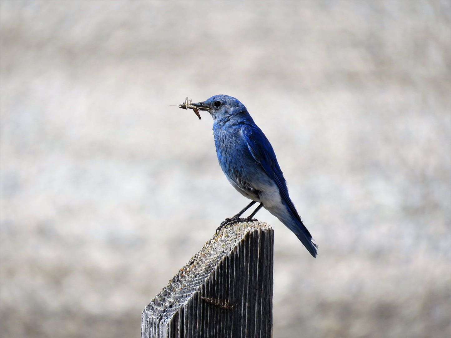 Photo Mountain Blue Bird Snacking Duck Creek Village Utah