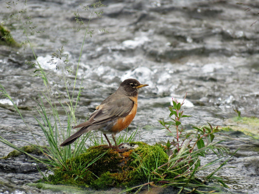 Photo Robin Resting in River Duck Pond Duck Creek Village Utah