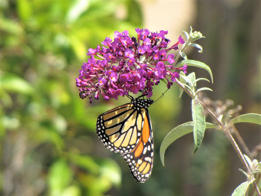 Photo Monarch Butterfly Pink Delight Butterfly Bush Yucaipa California