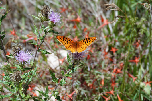 Photo Orange Butterfly on Plumeless Thistle Meadow Duck Creek Village Utah