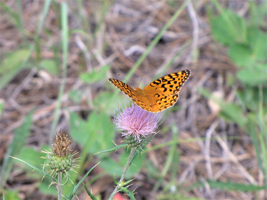 Photo Orange Butterfly on Plumeless Thistle Forest Duck Creek Village Utah