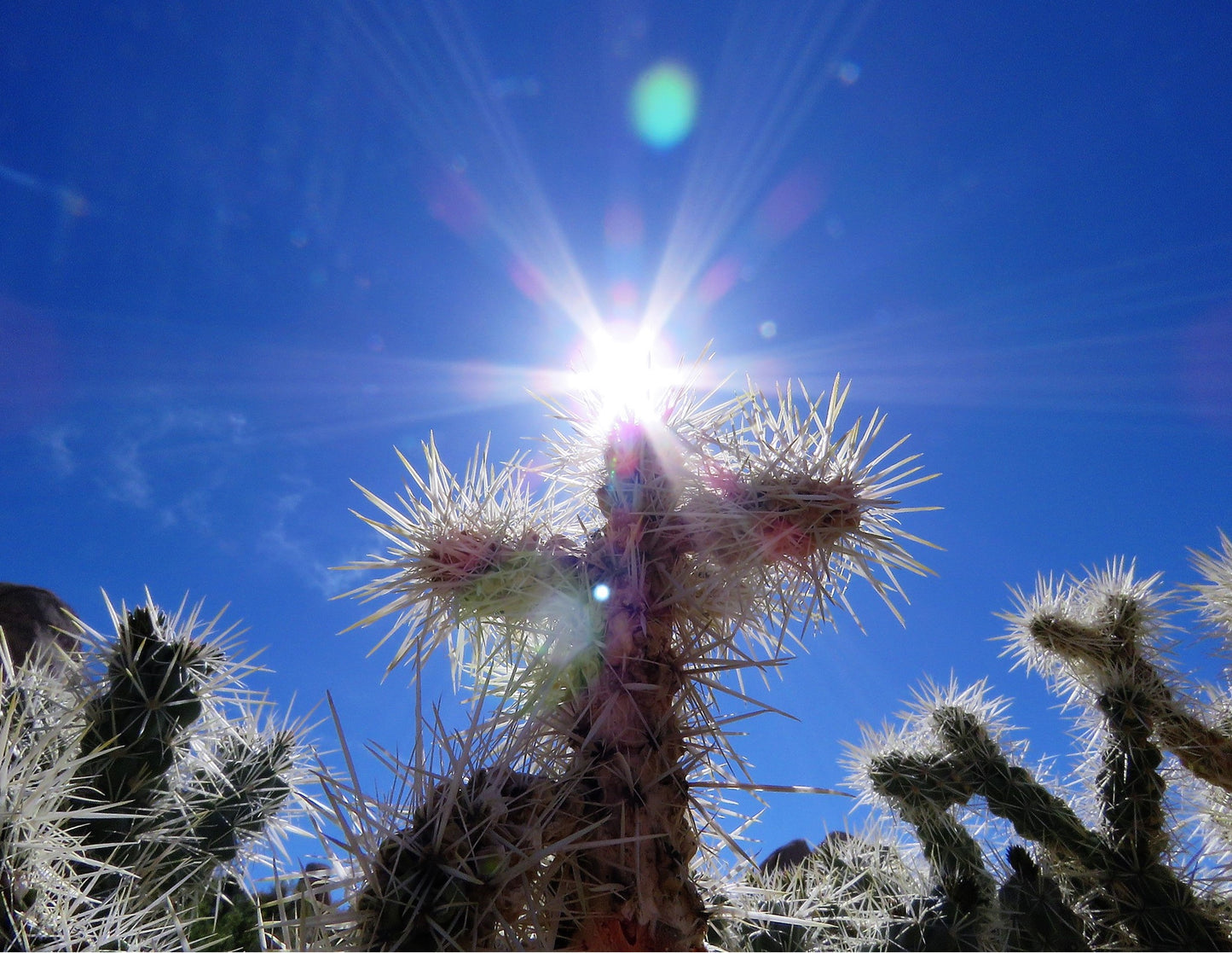 Photo Natural Cross Jumping Cholla Cactus Sun Joshua Tree California