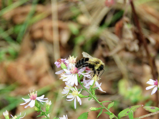 Photo Common Eastern Bumblebee Wildflowers Great Smokey Mountains Tennessee