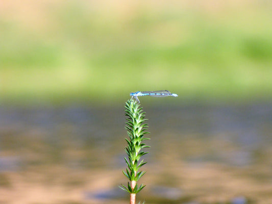 Photo Damselfly Perfectly Perpendicular Pond Duck Creek Village Utah