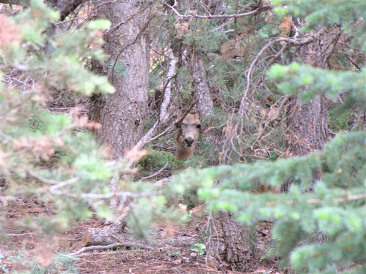 Photo Deer Hiding in Forest Duck Creek Village Utah